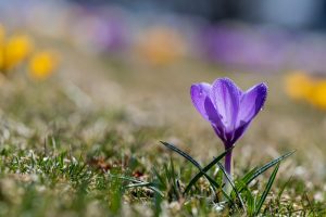 Cumcuma, crocus
