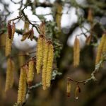 Wraxall Yard, Jivita Ayurveda Retreat