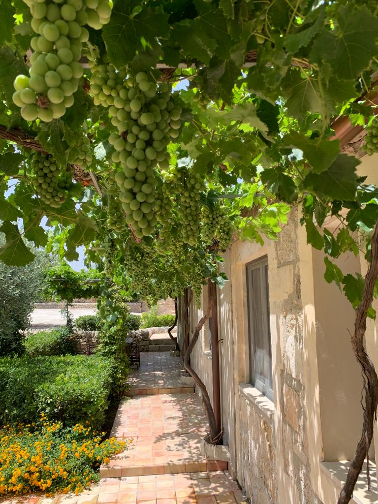 Grapes growing outside the La Masseria